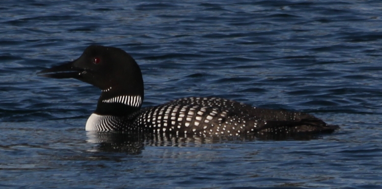 Common Loon in Breeding Colors